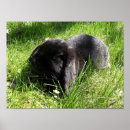Suche nach schwarzes kaninchen poster Tier