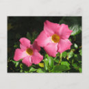 Suche nach weinrebe postkarten Rosa