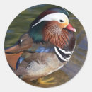 Suche nach bunter vogel aufkleber Dekorativ