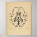 Suche nach gehirn anatomie poster Medizinisch