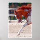 Suche nach paint horse poster Farbe