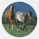 Suche nach wild mustang aufkleber Foto