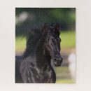 Suche nach black horse puzzle Rasse