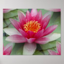 Suche nach rosa lilie poster Muster