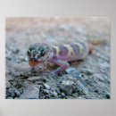 Suche nach chiricahua poster Arizona