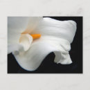 Suche nach calla postkarten Blume