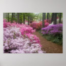 Suche nach azaleen poster Kieferngebirge