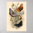 Suche nach vintage butterfly poster Botanisch