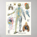 Suche nach lunge poster Anatomie