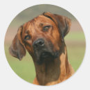 Suche nach rhodesian ridgebacks aufkleber Haustiere