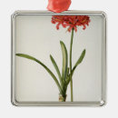 Suche nach amaryllis ornamente Botanisch