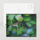 Suche nach frosch postkarten Natur