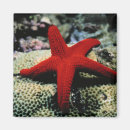 Suche nach rotes meer magnete Starfish