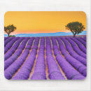Suche nach valensole France