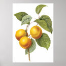 Suche nach aprikosen poster Illustration