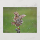 Suche nach owls postkarten Tiere