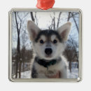 Suche nach heiserer hund Schlittenhund