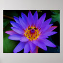 Suche nach insekten poster Lotus