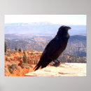 Suche nach nationaler vogel poster Fotografie