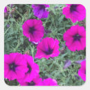 Suche nach petunie aufkleber Petunia
