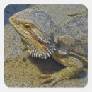 Suche nach eidechsen aufkleber Wüste