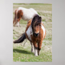 Suche nach fell poster Pferd