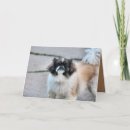 Suche nach shih tzu waren karten Usa