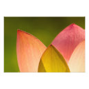 Suche nach kenilworth poster Blume