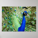 Suche nach peacock kunst poster Türkis
