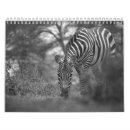 Suche nach zebra kalender Tier
