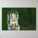 Suche nach niedliche eichhörnchen poster Tier
