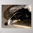 Suche nach borzoi poster Russisch