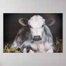 Suche nach heu poster Tiere