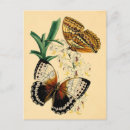 Suche nach vintage schmetterling postkarten Blume