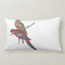 Suche nach rosella Vögel