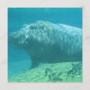 Suche nach hippopotamus Zoo