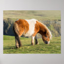 Suche nach weideland poster Tier