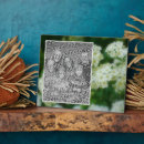 Suche nach wild fotoplatten Blume