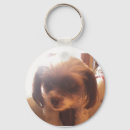 Suche nach maltipoo hund accessoires Poodle