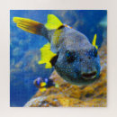 Suche nach gelber fisch Ozean