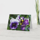 Suche nach lila stiefmütterchen karten Blume