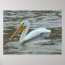 Suche nach amerikanischer vogel poster Pelecanus erythrorhynchos