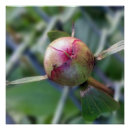 Suche nach ameisen poster Blatt