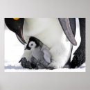 Suche nach antarctica poster Animal