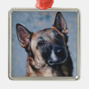 Suche nach belgier ornamente Welpe