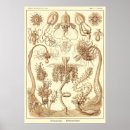 Suche nach biologie kunst poster Haeckel