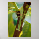 Suche nach betender mantis Makro