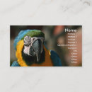 Suche nach macaw visitenkarten Bunt