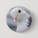 Suche nach weiße tauben buttons Vogelvogel