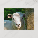 Suche nach niedliche schafe visitenkarten Tiere